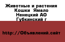 Животные и растения Кошки. Ямало-Ненецкий АО,Губкинский г.